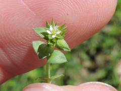 Arenaria serpyllifolia