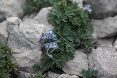 Corydalis alpestris
