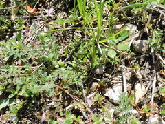 Arenaria serpyllifolia
