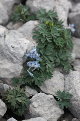 Corydalis alpestris