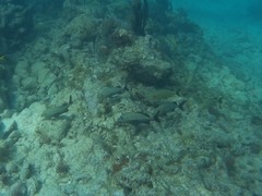 Haemulon carbonarium