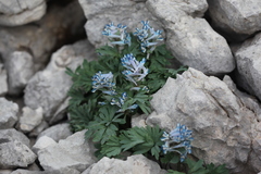 Corydalis alpestris
