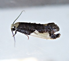 Monopis monachella