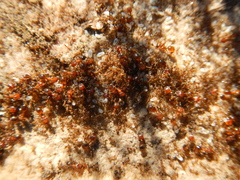 Pheidole capensis