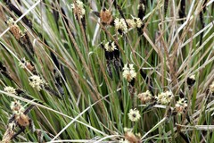 Carex nudata