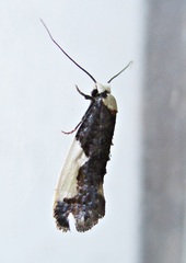 Monopis monachella