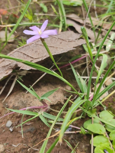 Image of Nemastylis tenuis by (c) Guillermo Huerta Ramos, some rights reserved (CC BY)
