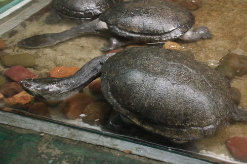 Chelodina rugosa