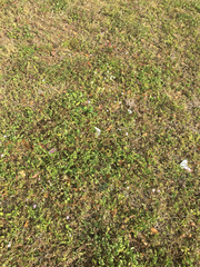 Richardia grandiflora