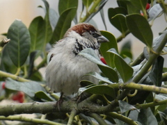 Passer domesticus