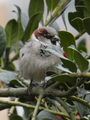 Passer domesticus