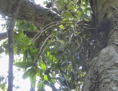 Dendrobium gracilicaule