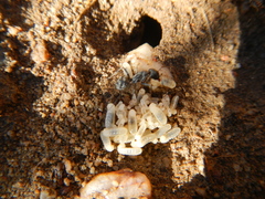 Pheidole capensis