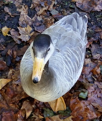 Anser indicus × Branta canadensis
