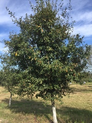 Quercus fusiformis