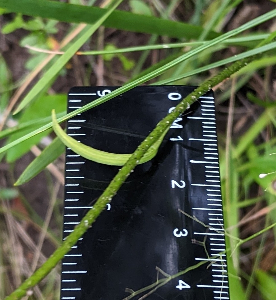 Triantha × novacaesariensis