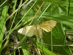 Gandaritis pyraliata