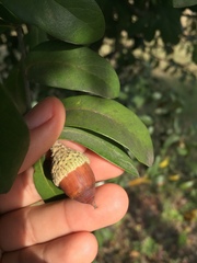 Quercus fusiformis