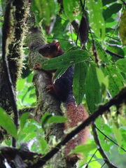 Sciurus igniventris