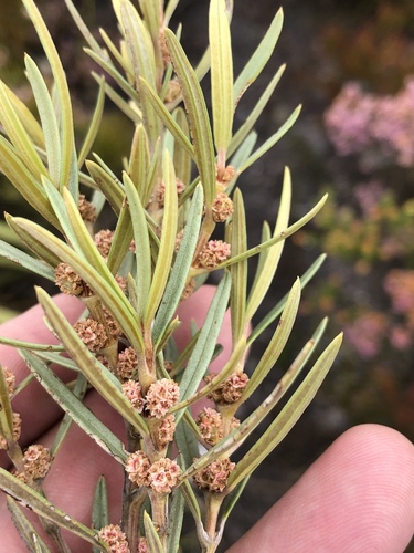 Grubbia tomentosa (Grubbia tomentosa)