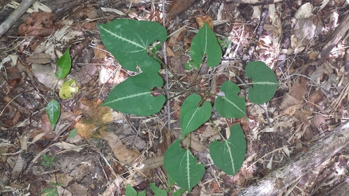 batatala (Dioscorea maciba)
