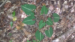 Dioscorea maciba image