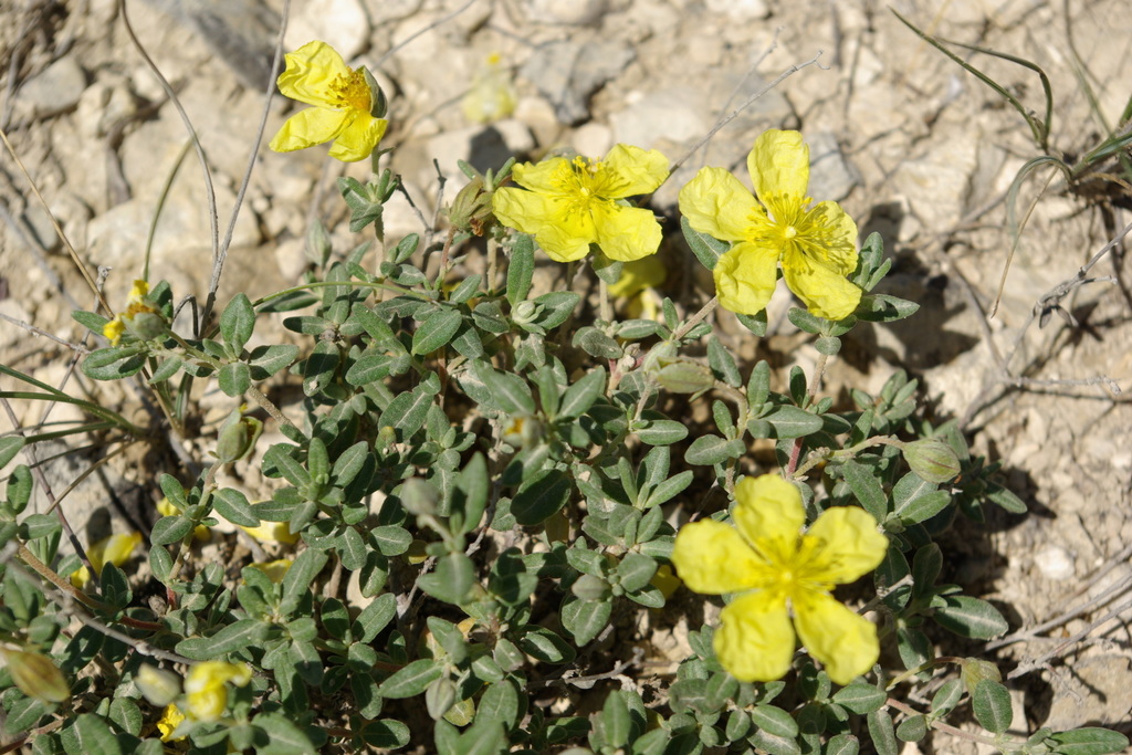 Helianthemum dagestanicum