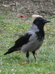 Corvus cornix