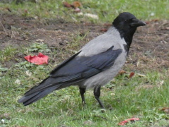 Corvus cornix