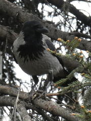 Corvus cornix