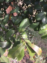 Quercus fusiformis