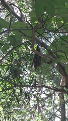 Macronycteris commersonii