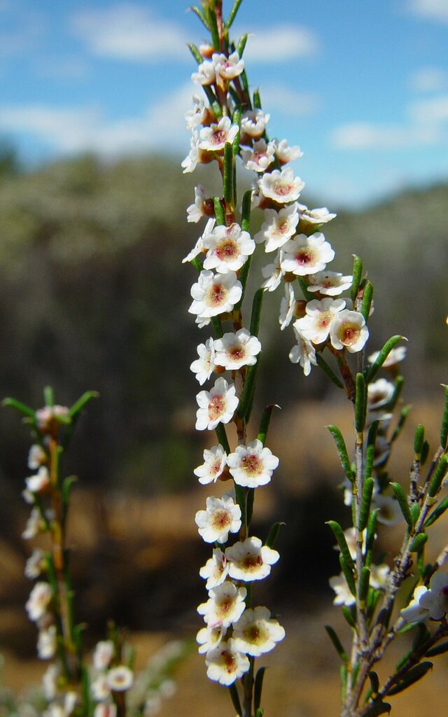 Thryptomene cuspidata