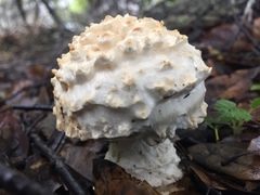 Amanita magniverrucata image