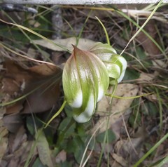 Pterostylis baptistii