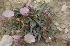 Convolvulus lineatus