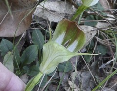 Pterostylis baptistii