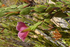 Acmadenia