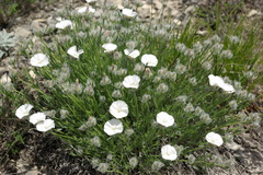Convolvulus calvertii ruprechtii