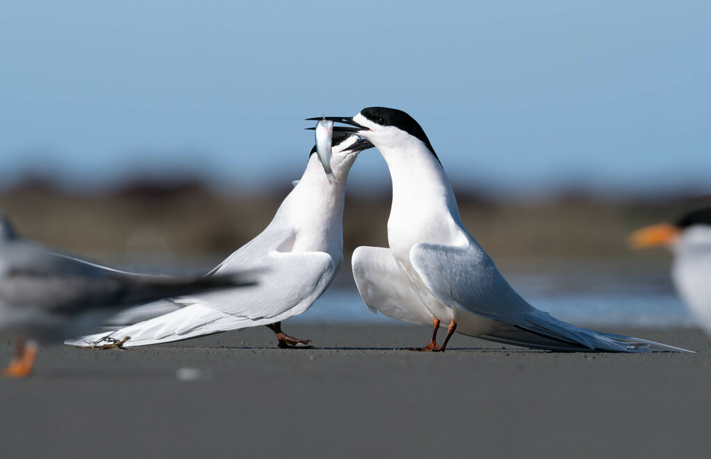 White-fronted Tern photo