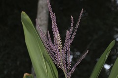 Cordyline petiolaris