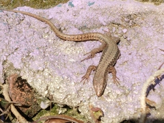 Podarcis muralis