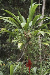 Cordyline petiolaris