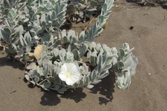 Convolvulus persicus