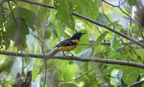 Bar-winged Oriole (Icterus maculialatus), photo 5