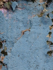 Podarcis muralis