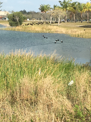 Cairina moschata domestica