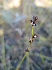 Scleria verticillata