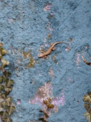Podarcis muralis
