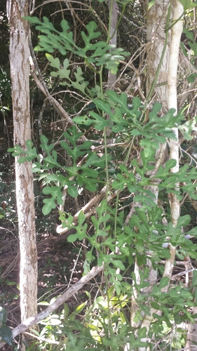 Adenia perrieri